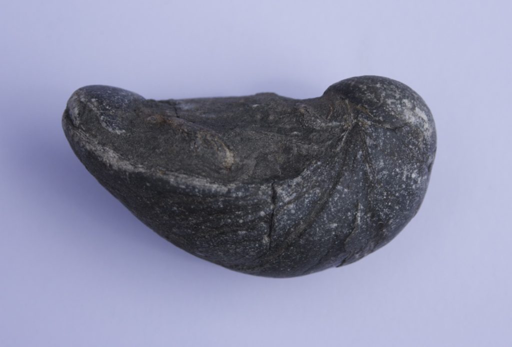 A photograph of a solitary early Jurassic fossil oyster, Gryphaea arcuata.